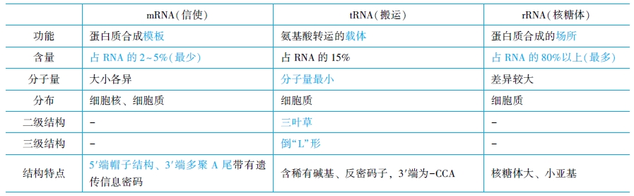 RNA的結(jié)構(gòu)與功能