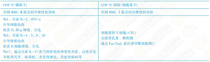 T淋巴細胞亞群及其功能