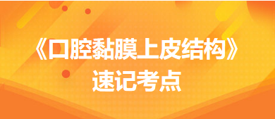 《口腔黏膜上皮結構》速記考點